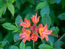 FLAMEAZALEA04226