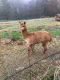 GroveHillPottery-alpaca