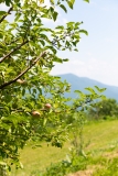 Craft-Trails-McDowell-Orchard-at-Altapass-Web-3