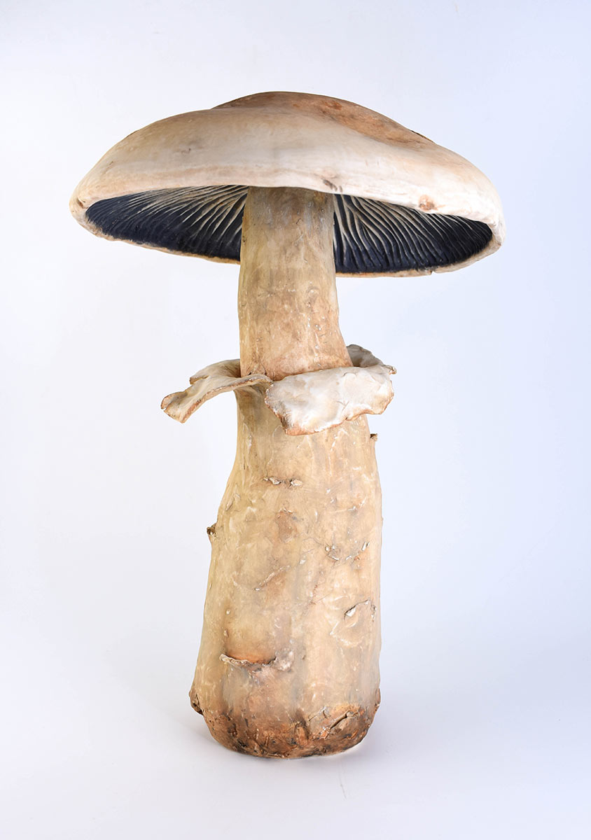 NinaKawar-mushroom