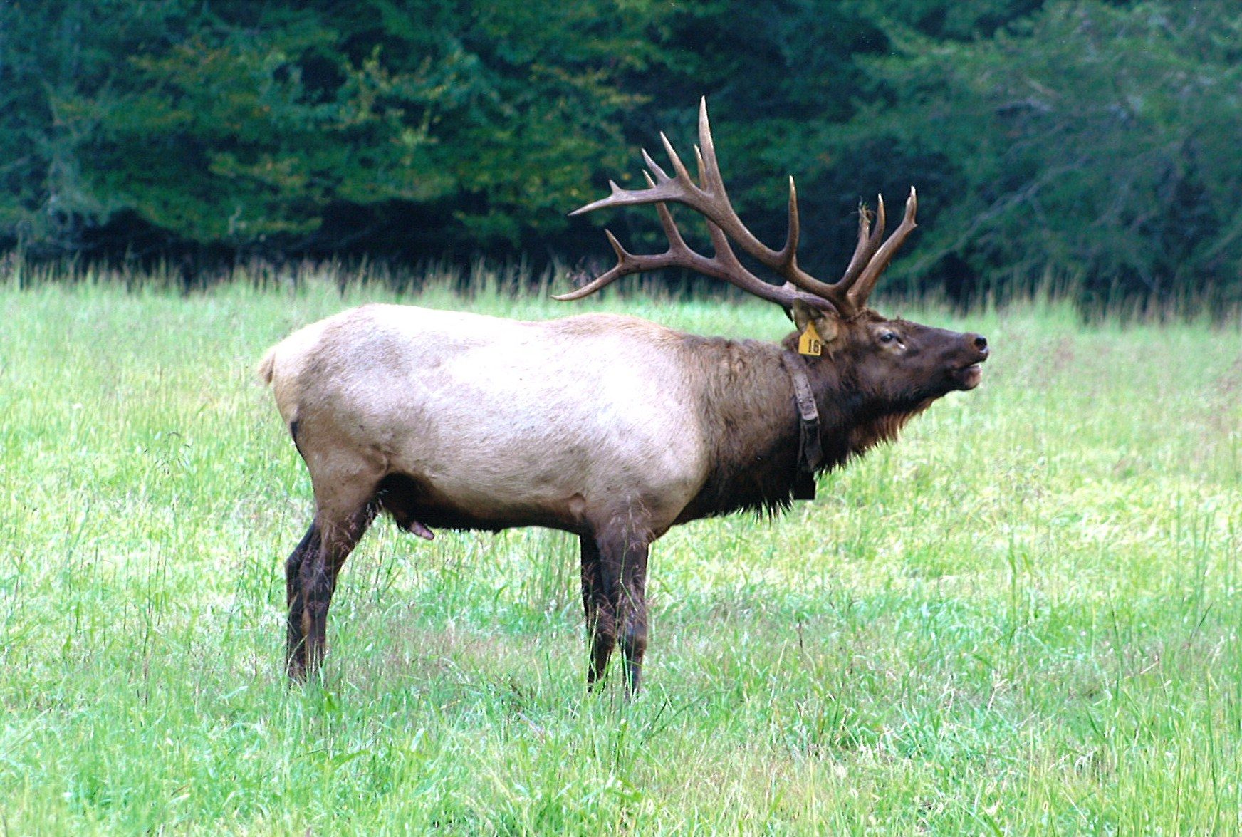 Elk in Cataloochee Valley