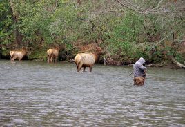 Elk in river with fisherman