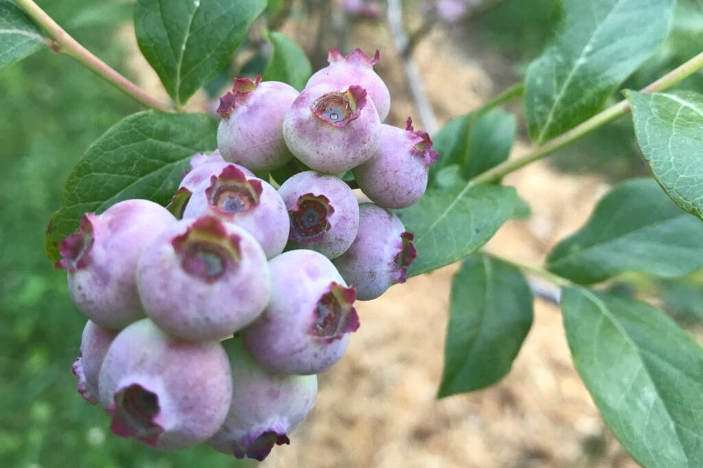 Blue Ridge Blueberries UPick Farm Blue Ridge National Heritage Area