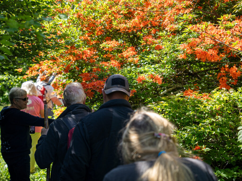 Flame Azalea Festival