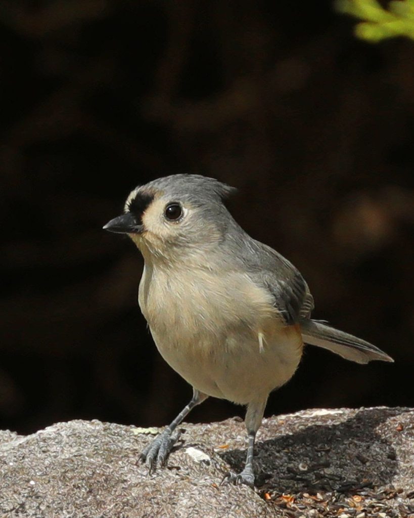 Bird watching at Highlands Nature Center