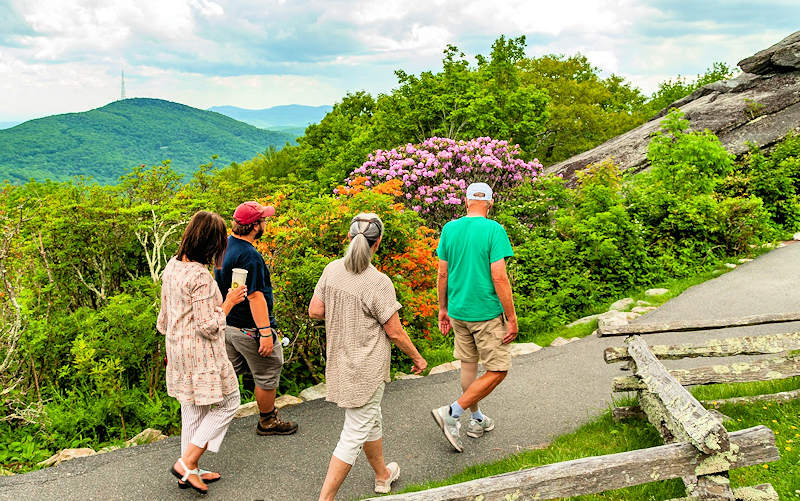 Rhododendron Ramble at Grandfather Mountain