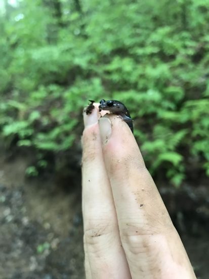 A small brown salamander sits on a person's finger tips.