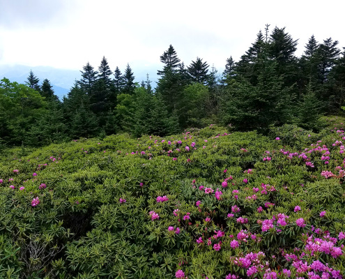 Pink Rhododendron bloom in front of pine trees.
