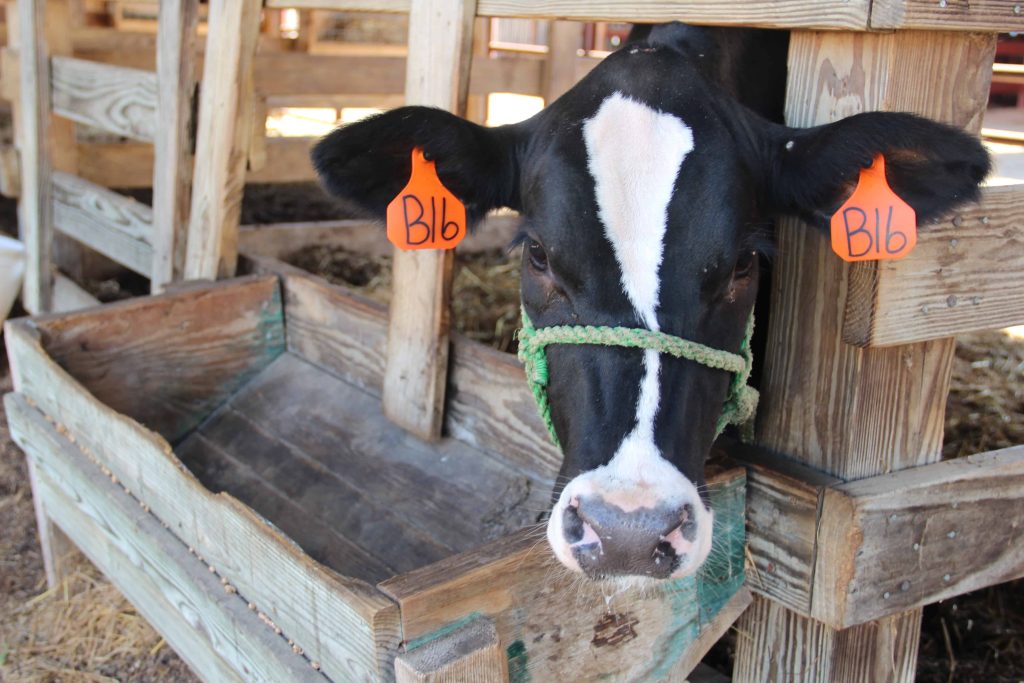 Cow at Macon County Fair