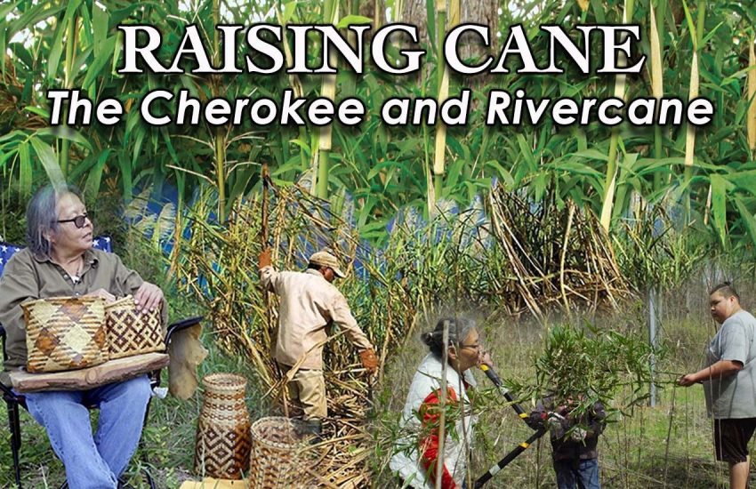 Raising Cane: The Cherokee and Rivercane