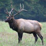 Cataloochee elk